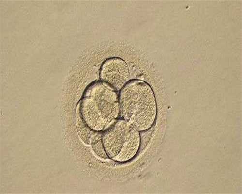 代孕怎样移植胚胎_月子吃什么水果好-这四款最有效